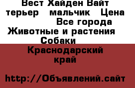 Вест Хайден Вайт терьер - мальчик › Цена ­ 35 000 - Все города Животные и растения » Собаки   . Краснодарский край